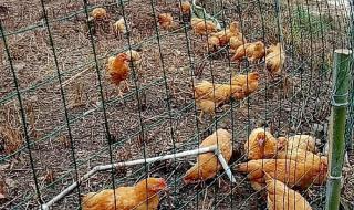 铁网围栏多少钱一米